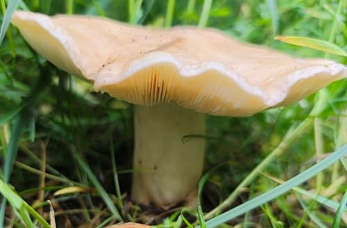 Pieczarniaki