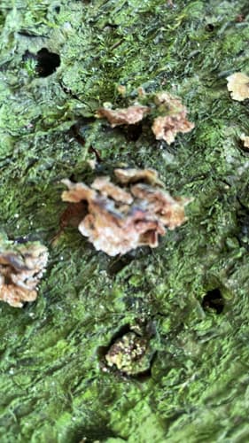 Pieczarniaki