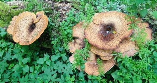 Żagiew Łuskowata