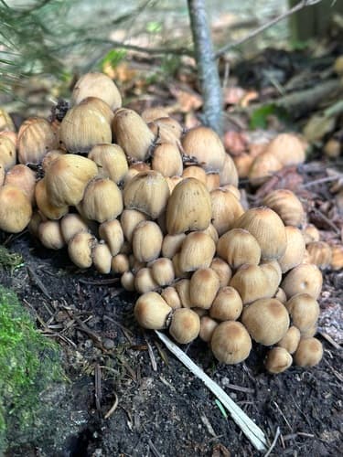 Coprinellus