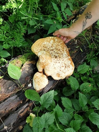 Żagiew Łuskowata