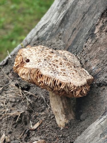 Drobnołuszczak