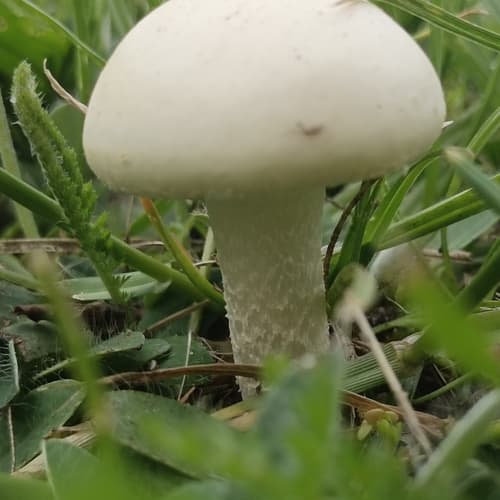 Agrocybe molesta