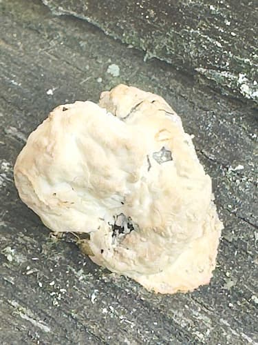 Żagwiowce