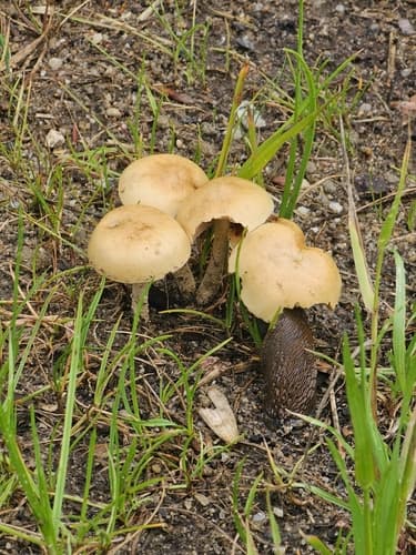Pieczarkowce