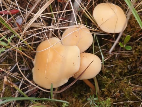 Gymnopus