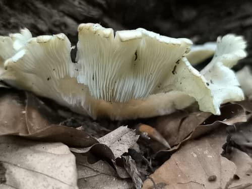 Pieczarkowce