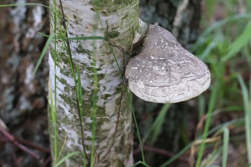 Białoporek brzozowy