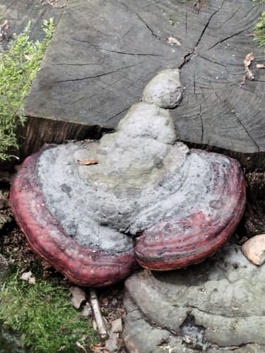 Pniarek obrzeżony