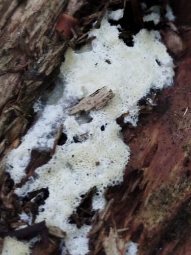 Irpex latemarginatus