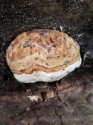 Inocutis dryophila