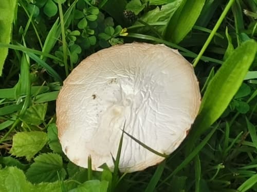 Pieczarka łąkowa