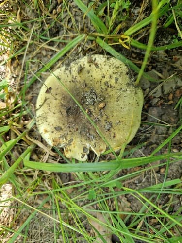 Gołąbek