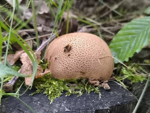 Tęgoskór cytrynowy