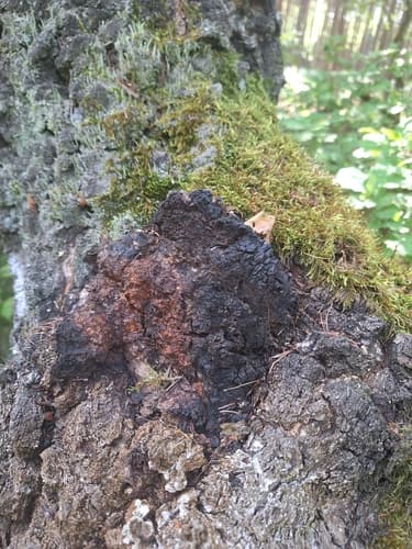 Błyskoporek podkorowy
