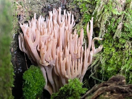 Ramaria rubella
