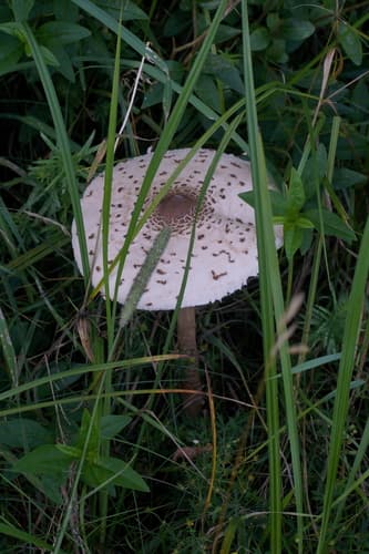 Czubajka kania