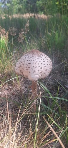 Czubajka kania