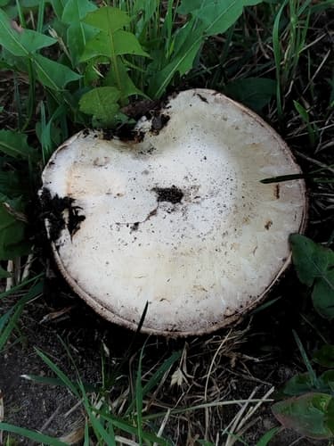 Pieczarka biaława