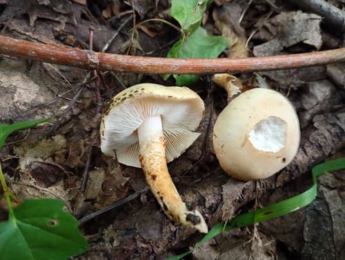 Lepiota fracida