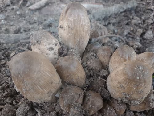 Coprinopsis romagnesiana