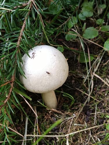 Pieczarka bulwiasta