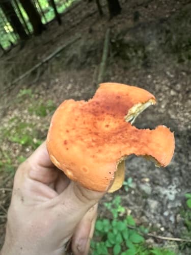 Mleczajowiec smaczny