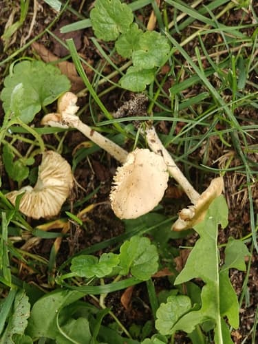 Twardzioszek przydrożny