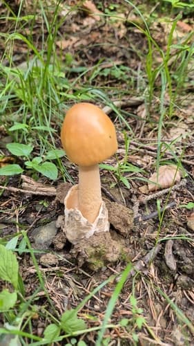 Muchomor żółtawy