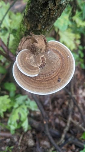 Gmatwica chropowata