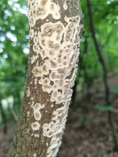 Peniophora