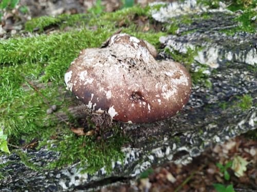 Białoporek brzozowy