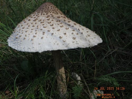 Czubajka kania