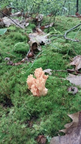 Ramaria subbotrytis