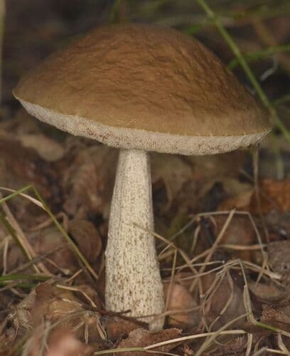 Leccinoideae