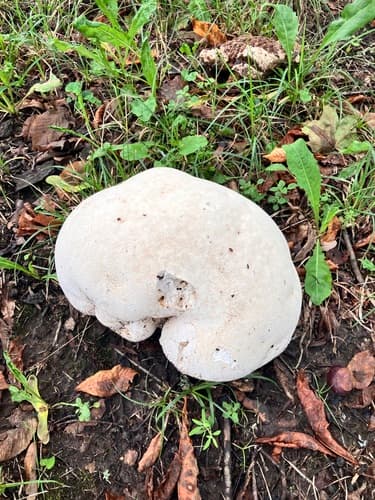 Czasznica olbrzymia