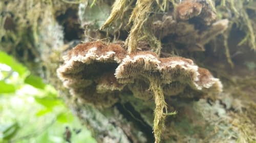 Gloiodon strigosus