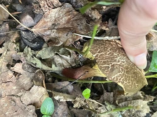 Xerocomellus
