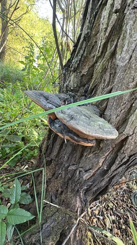 Pniarek obrzeżony