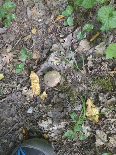 Tęgoskór cytrynowy