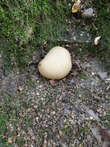 Tęgoskór cytrynowy