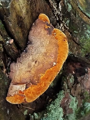 Niszczyca anyżkowa