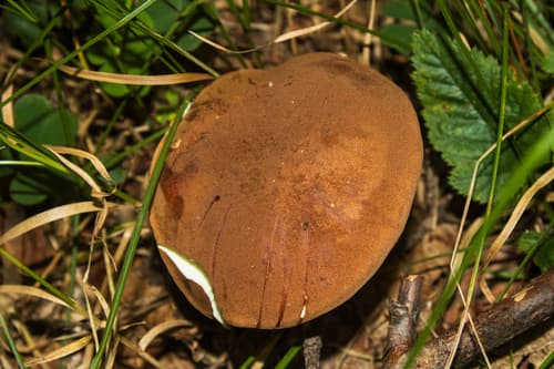 Podgrzybek brunatny