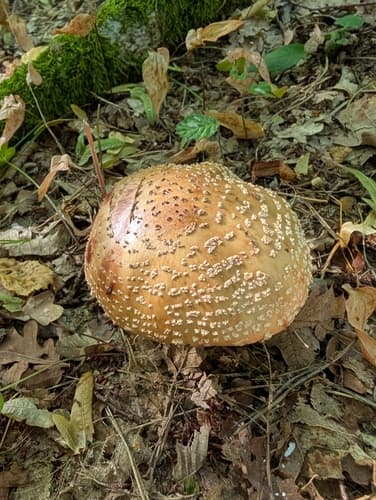 Muchomor czerwieniejący