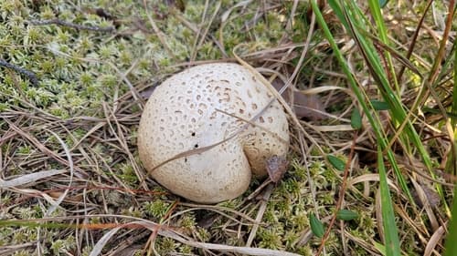Tęgoskór cytrynowy