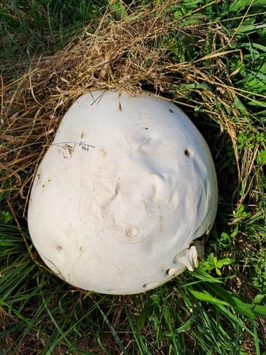 Czasznica olbrzymia