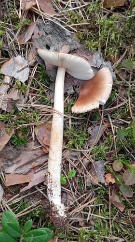 Muchomor rdzawobrązowy