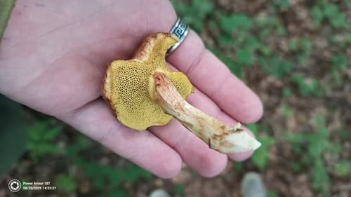 podgrzybek