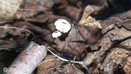 Marasmius