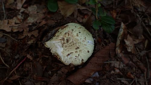 Muchomor cytrynowy